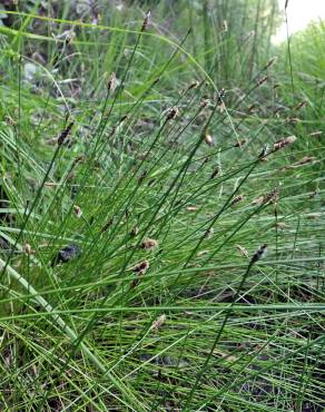 Fotografia 6 da espécie Eleocharis multicaulis no Jardim Botânico UTAD