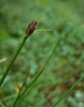 Fotografia 7 da espécie Eleocharis multicaulis no Jardim Botânico UTAD