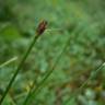 Fotografia 7 da espécie Eleocharis multicaulis do Jardim Botânico UTAD