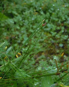 Fotografia 8 da espécie Eleocharis multicaulis no Jardim Botânico UTAD