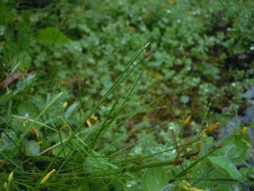 Fotografia da espécie Eleocharis multicaulis