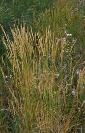 Fotografia da espécie Elymus athericus