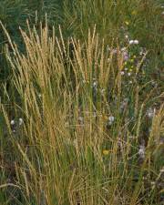 Fotografia da espécie Elymus athericus