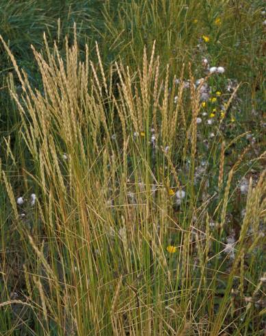 Fotografia de capa Elymus athericus - do Jardim Botânico