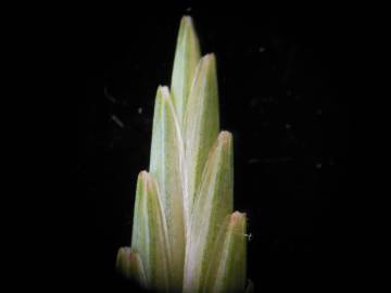 Fotografia da espécie Elymus campestris