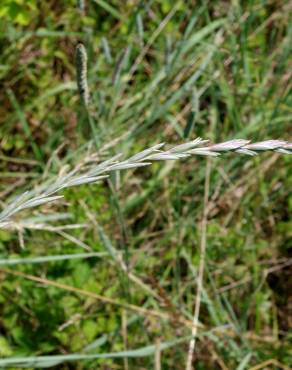 Fotografia 1 da espécie Elymus campestris no Jardim Botânico UTAD