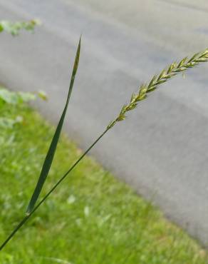 Fotografia 6 da espécie Elymus campestris no Jardim Botânico UTAD