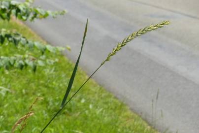 Fotografia da espécie Elymus campestris