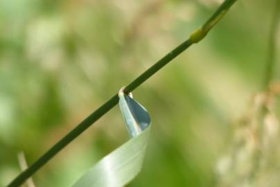 Fotografia da espécie Elymus campestris