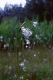 Fotografia da espécie Eriophorum alpinum