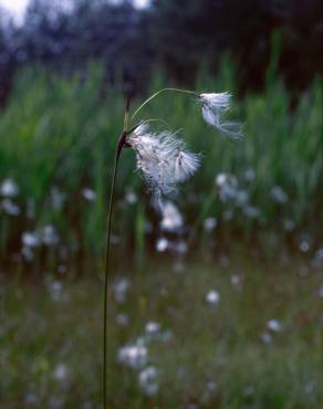 Fotografia 6 da espécie Eriophorum alpinum no Jardim Botânico UTAD