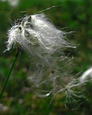 Fotografia da espécie Eriophorum alpinum