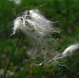 Fotografia da espécie Eriophorum alpinum