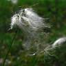 Fotografia 1 da espécie Eriophorum alpinum do Jardim Botânico UTAD