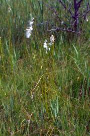 Fotografia da espécie Eriophorum alpinum