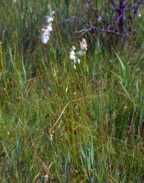 Fotografia 7 da espécie Eriophorum alpinum no Jardim Botânico UTAD