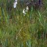 Fotografia 7 da espécie Eriophorum alpinum do Jardim Botânico UTAD