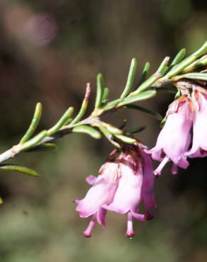 Fotografia 11 da espécie Erica erigena no Jardim Botânico UTAD