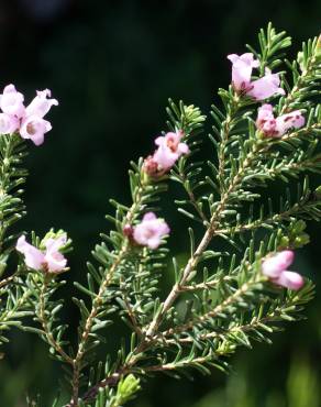 Fotografia 1 da espécie Erica erigena no Jardim Botânico UTAD