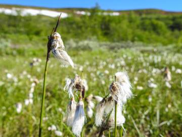 Fotografia da espécie Eriophorum angustifolium