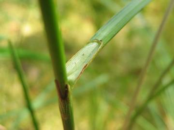 Fotografia da espécie Eriophorum angustifolium