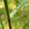 Fotografia 6 da espécie Eriophorum angustifolium do Jardim Botânico UTAD