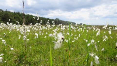 Fotografia da espécie Eriophorum angustifolium