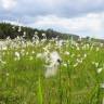 Fotografia 7 da espécie Eriophorum angustifolium do Jardim Botânico UTAD