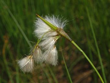 Fotografia da espécie Eriophorum angustifolium