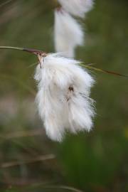 Fotografia da espécie Eriophorum angustifolium