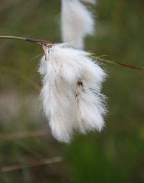 Fotografia 9 da espécie Eriophorum angustifolium no Jardim Botânico UTAD