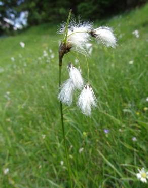 Fotografia 10 da espécie Eriophorum angustifolium no Jardim Botânico UTAD