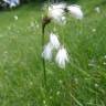 Fotografia 10 da espécie Eriophorum angustifolium do Jardim Botânico UTAD