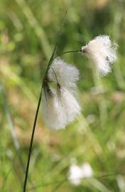 Fotografia da espécie Eriophorum angustifolium