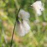 Fotografia 11 da espécie Eriophorum angustifolium do Jardim Botânico UTAD