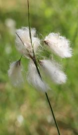 Fotografia da espécie Eriophorum angustifolium