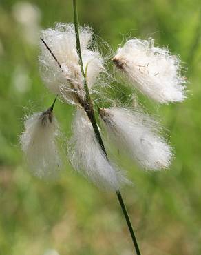 Fotografia 12 da espécie Eriophorum angustifolium no Jardim Botânico UTAD