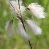 Fotografia 12 da espécie Eriophorum angustifolium do Jardim Botânico UTAD