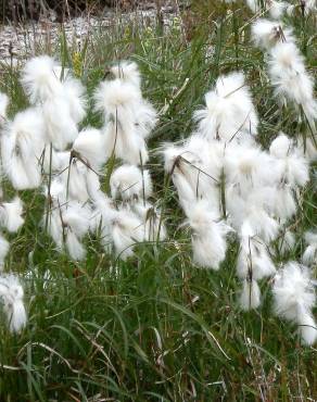 Fotografia 13 da espécie Eriophorum angustifolium no Jardim Botânico UTAD