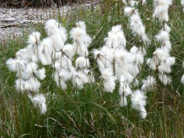 Fotografia da espécie Eriophorum angustifolium