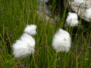 Fotografia da espécie Eriophorum angustifolium