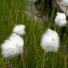 Fotografia 14 da espécie Eriophorum angustifolium do Jardim Botânico UTAD