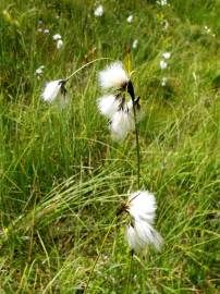 Fotografia da espécie Eriophorum angustifolium