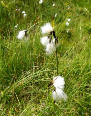 Fotografia 16 da espécie Eriophorum angustifolium no Jardim Botânico UTAD