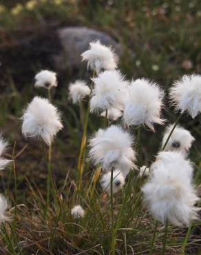 Fotografia 17 da espécie Eriophorum angustifolium no Jardim Botânico UTAD