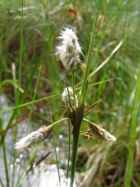 Fotografia da espécie Eriophorum angustifolium