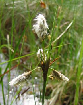 Fotografia 18 da espécie Eriophorum angustifolium no Jardim Botânico UTAD