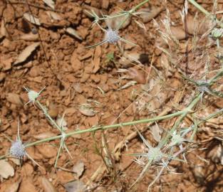 Fotografia da espécie Eryngium corniculatum