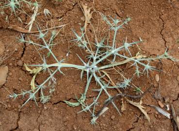 Fotografia da espécie Eryngium corniculatum