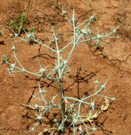 Fotografia da espécie Eryngium corniculatum